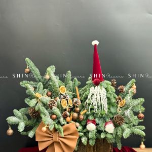 Chậu Santa thông Nobilis Đan Mạch cắm cành T049