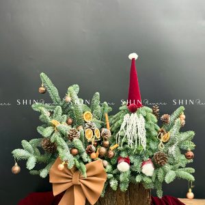 Chậu Santa thông Nobilis Đan Mạch cắm cành T049