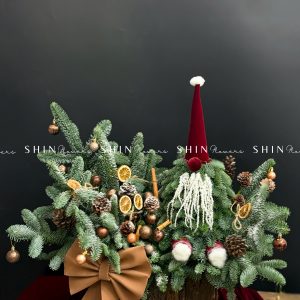 Chậu Santa thông Nobilis Đan Mạch cắm cành T049