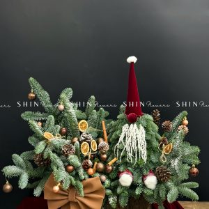 Chậu Santa thông Nobilis Đan Mạch cắm cành T049