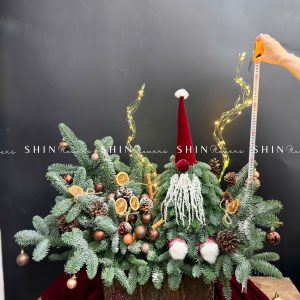 Chậu Santa thông Nobilis Đan Mạch cắm cành T049