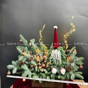 Chậu Santa thông Nobilis Đan Mạch cắm cành T049