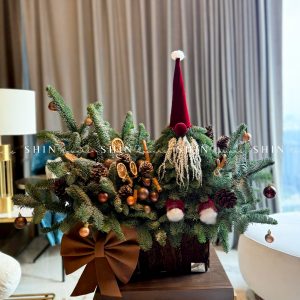 Chậu Santa thông Nobilis Đan Mạch cắm cành T049