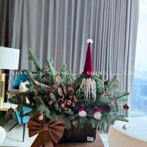 Chậu Santa thông Nobilis Đan Mạch cắm cành T049