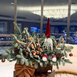 Chậu Santa thông Nobilis Đan Mạch cắm cành T049