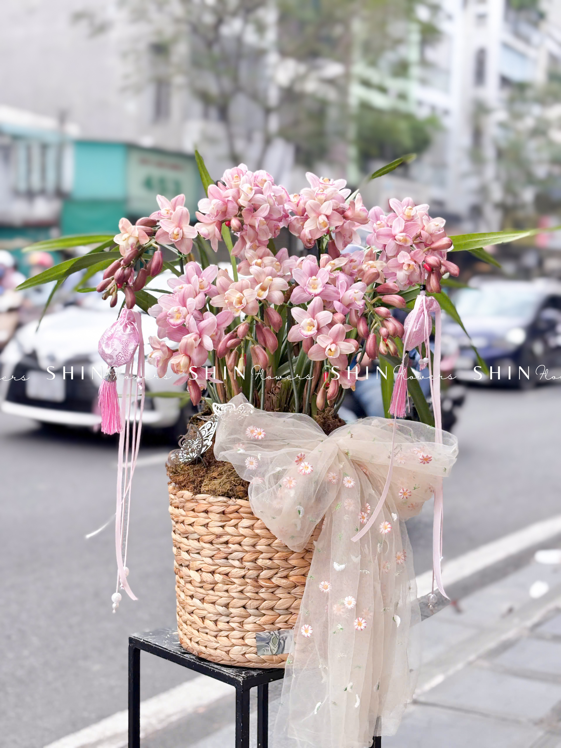 Chậu Đia Lan Sato màu hồng tình yêu 8 vòi Tet59