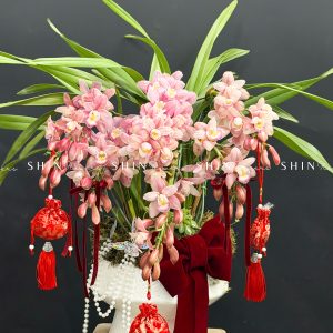 Chậu Đia Lan Hồng Nhạt - Ngọc Ngà - Gấm Hoa - 7 Vòi - Tet39