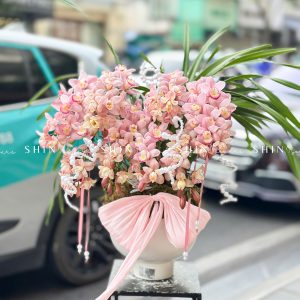 Chậu Đia Lan Hồng Nhạt - Ngọc Ngà - Gấm Hoa - 8 Vòi - Tet38