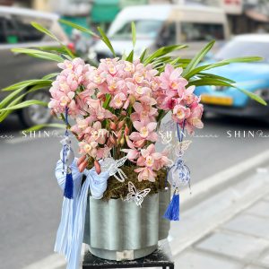 Chậu Đia Lan Hồng Nhạt - Ngọc Ngà - Gấm Hoa - 6 Vòi - Tet35