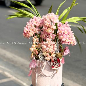 Chậu Đia Lan Sato Hồng Nhạt - Ngọc Ngà - Gấm Hoa - 5 Vòi - Tet36