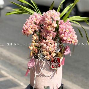 Chậu Đia Lan Sato Hồng Nhạt - Ngọc Ngà - Gấm Hoa - 5 Vòi - Tet36