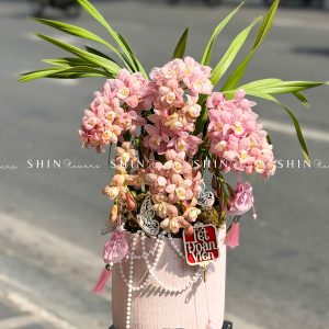 Chậu Đia Lan Sato Hồng Nhạt - Ngọc Ngà - Gấm Hoa - 5 Vòi - Tet36