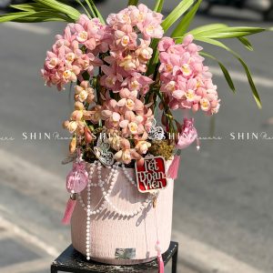 Chậu Đia Lan Sato Hồng Nhạt - Ngọc Ngà - Gấm Hoa - 5 Vòi - Tet36