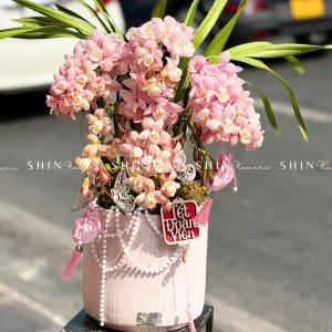 Chậu Đia Lan Sato Hồng Nhạt - Ngọc Ngà - Gấm Hoa - 5 Vòi - Tet36