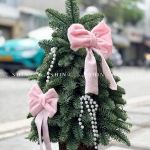 Cây thông Nobilis Đan Mạch cắm cành size 40cm T049