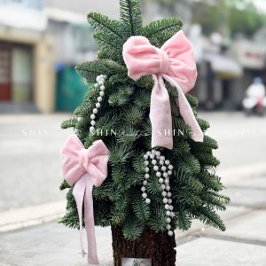 Cây thông Nobilis Đan Mạch cắm cành size 40cm T049