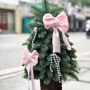 Cây thông Nobilis Đan Mạch cắm cành size 40cm T049