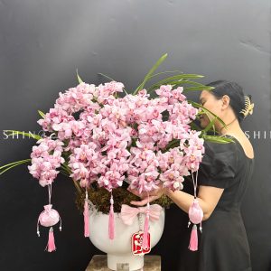 Chậu Đia Lan Sato hồng phấn Tet49