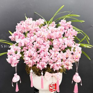 Chậu Đia Lan Sato hồng phấn Tet49