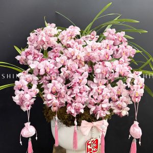 Chậu Đia Lan Sato hồng phấn Tet49