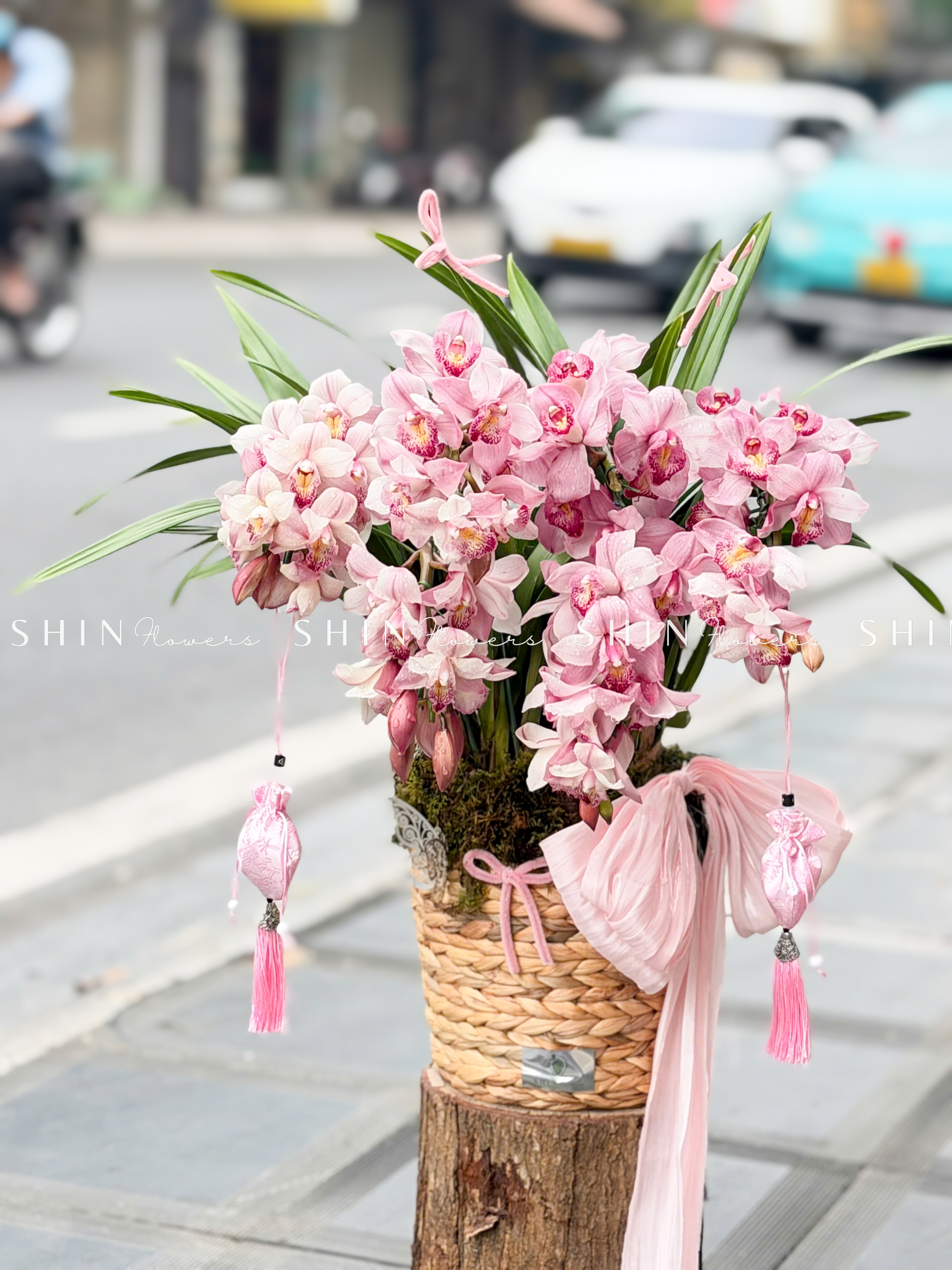 Chậu Đia Lan Sato hồng phấn Size M Tet55