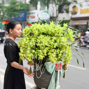 Chậu Đia Lan Sato màu xanh Quý Phi Thanh Ngọc Tet53