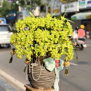 Chậu Đia Lan Sato màu xanh Quý Phi Thanh Ngọc Tet53