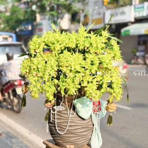 Chậu Đia Lan Sato màu xanh Quý Phi Thanh Ngọc Tet53