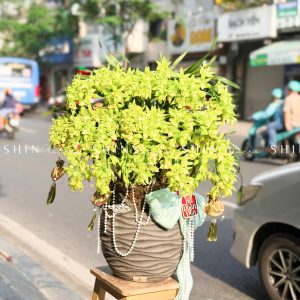 Chậu Đia Lan Sato màu xanh Quý Phi Thanh Ngọc Tet53