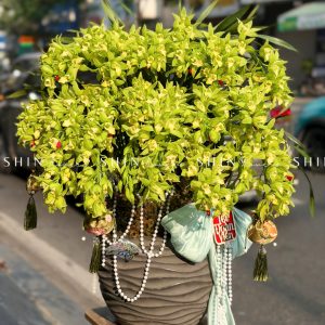 Chậu Đia Lan Sato màu xanh Quý Phi Thanh Ngọc Tet53