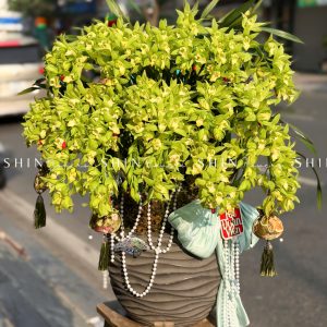 Chậu Đia Lan Sato màu xanh Quý Phi Thanh Ngọc Tet53