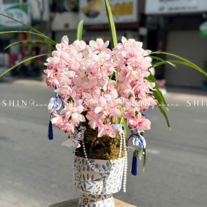 Chậu Đia Lan Sato màu hồng tình yêu 6 vòi Tet60