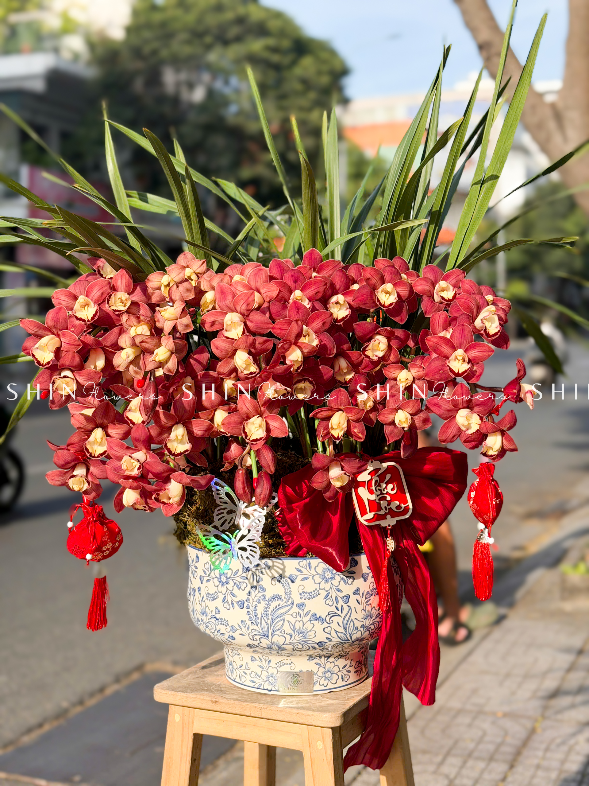 Chậu Đia Lan Sato Đỏ- Phú Quý 12 Vòi Tet66