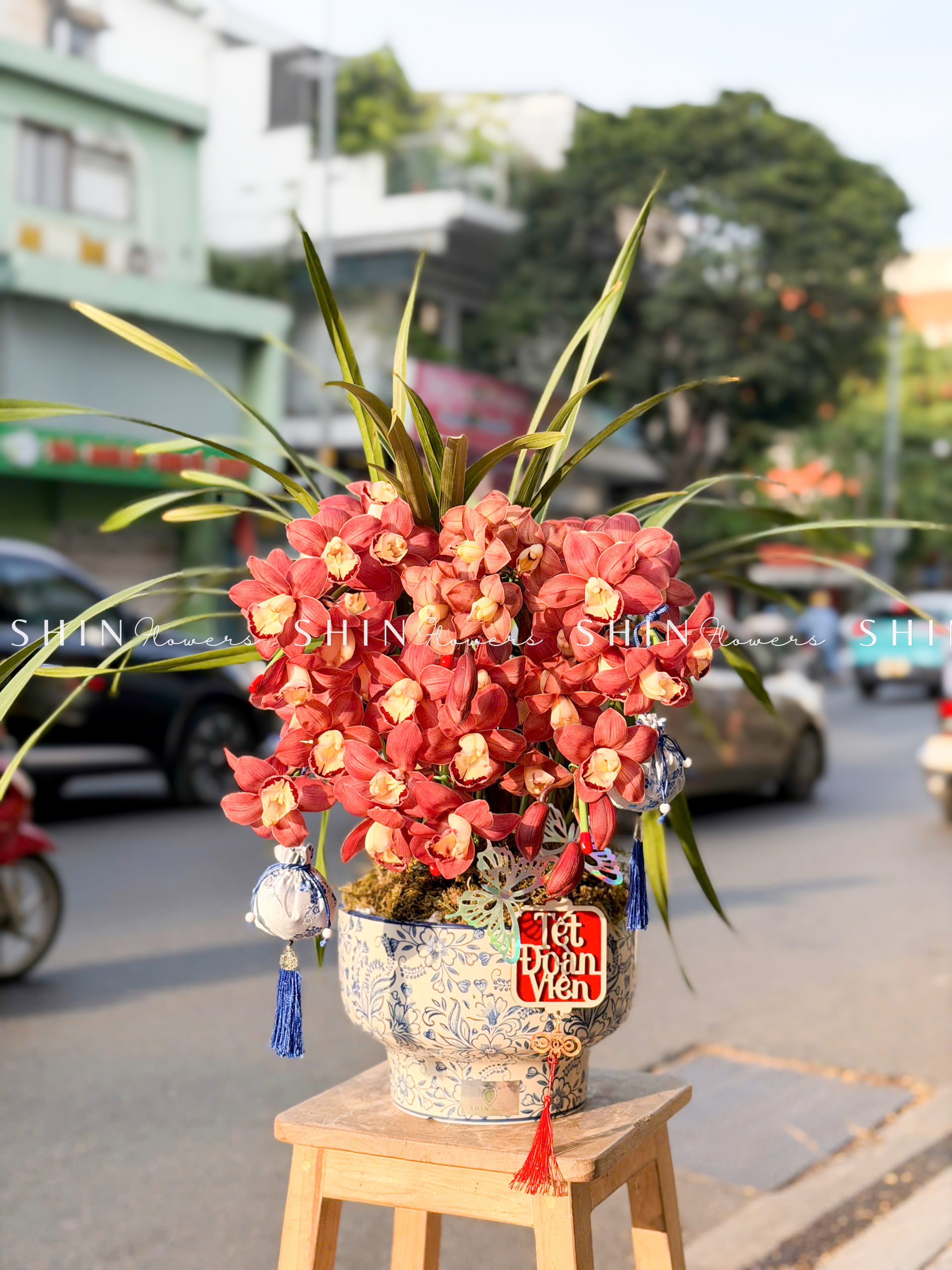 Chậu Đia Lan Sato Đỏ- Phú Quý 6 Vòi Tet65