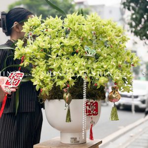 Chậu Đia Lan Sato màu xanh Quý Phi Thanh Ngọc 22 vòi Tet61