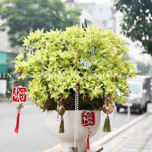 Chậu Đia Lan Sato màu xanh Quý Phi Thanh Ngọc 22 vòi Tet61