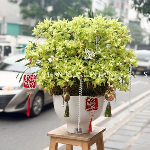 Chậu Đia Lan Sato màu xanh Quý Phi Thanh Ngọc 22 vòi Tet61