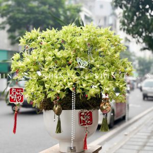 Chậu Đia Lan Sato màu xanh Quý Phi Thanh Ngọc 22 vòi Tet61