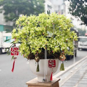 Chậu Đia Lan Sato màu xanh Quý Phi Thanh Ngọc 22 vòi Tet61