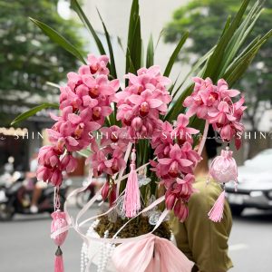 Chậu Đia Lan Sato màu hồng flamingo 5 vòi Tet68