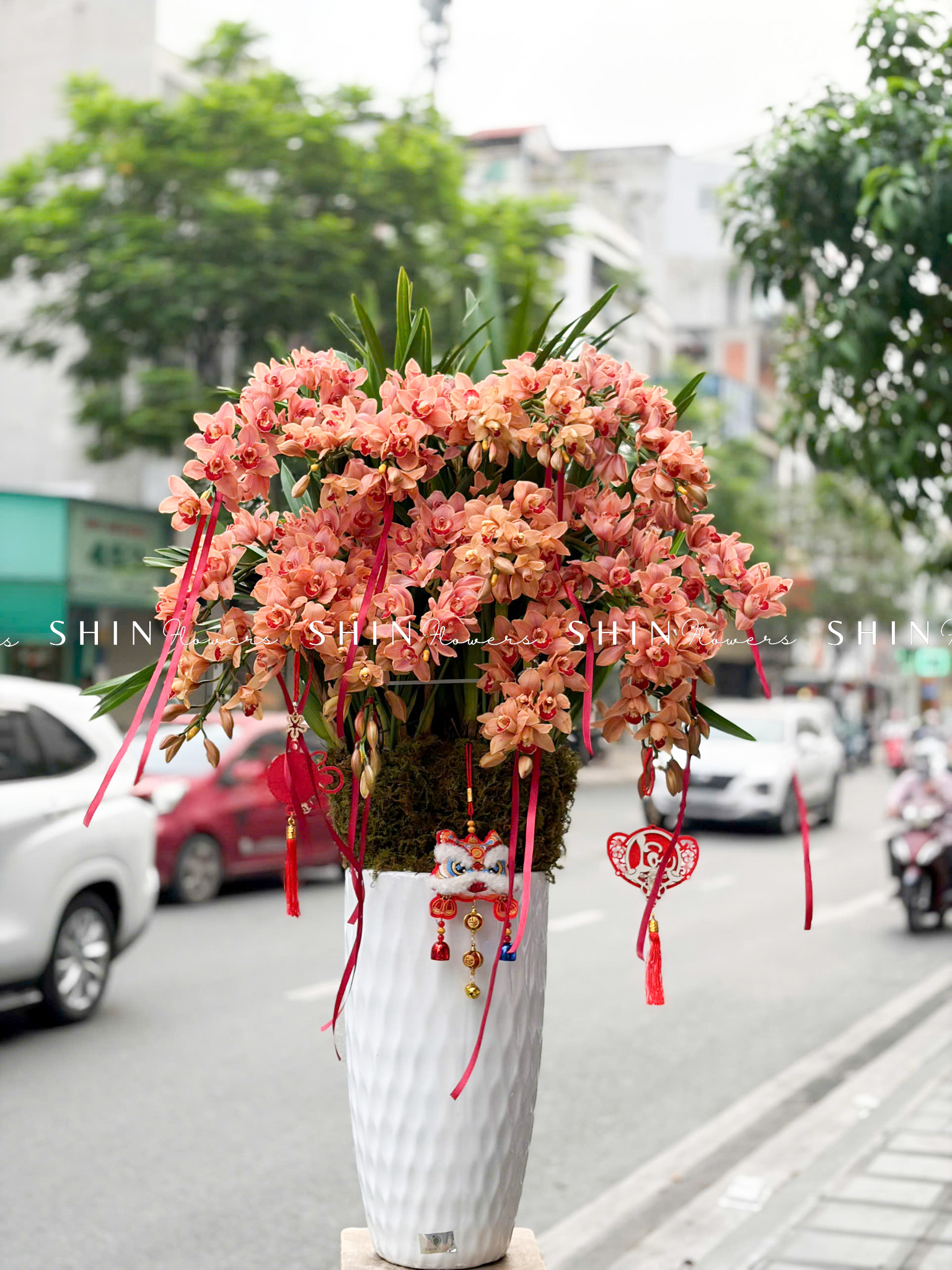 Chậu Đia Lan Sato màu hồng cam đào siêu to Tet72