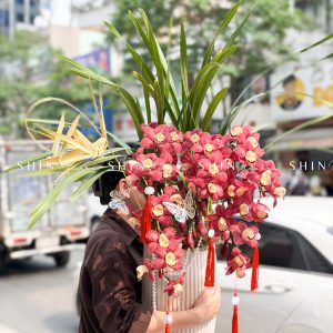 Chậu Đia Lan Sato Đỏ- Phú Quý Tet73