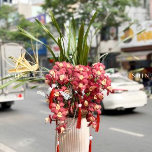 Chậu Đia Lan Sato Đỏ- Phú Quý Tet73