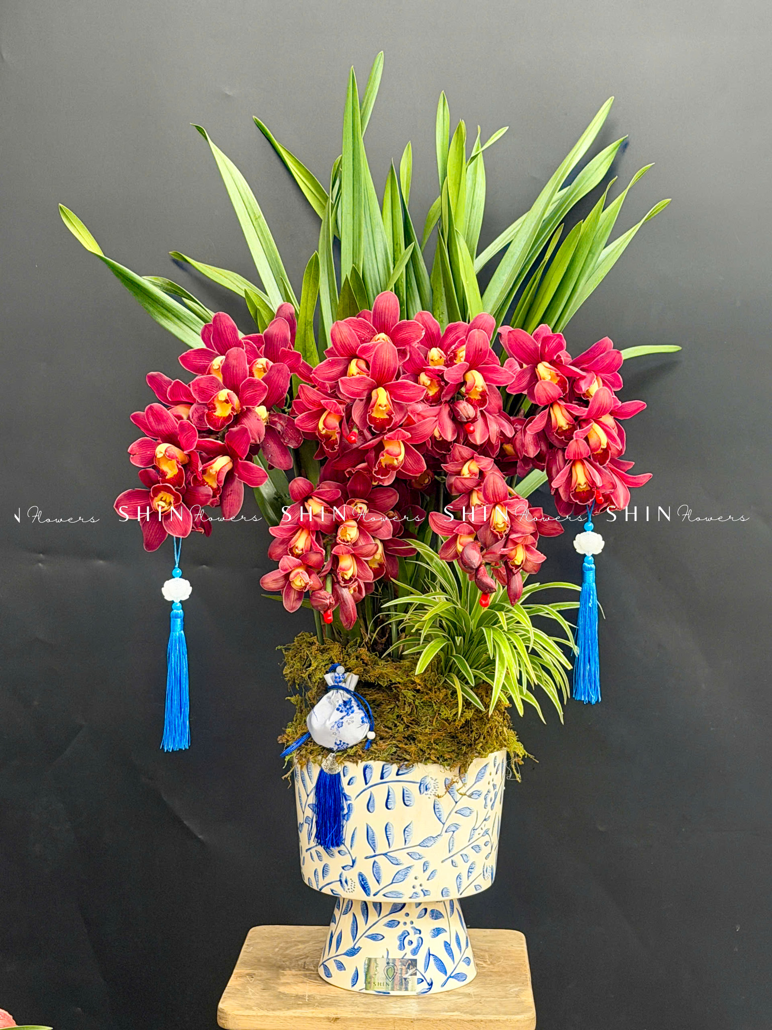 Chậu Đia Lan Sato Đỏ- Phú Quý Tet85