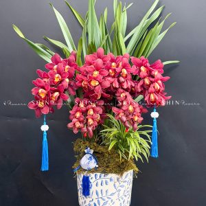 Chậu Đia Lan Sato Đỏ- Phú Quý Tet85