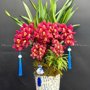Chậu Đia Lan Sato Đỏ- Phú Quý Tet85