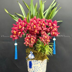 Chậu Đia Lan Sato Đỏ- Phú Quý Tet85