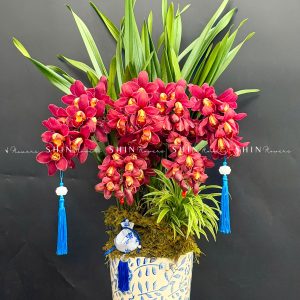 Chậu Đia Lan Sato Đỏ- Phú Quý Tet85
