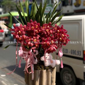 Chậu Đia Lan Sato Đỏ- Phú Quý Tet83