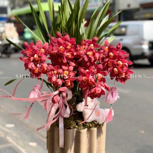 Chậu Đia Lan Sato Đỏ- Phú Quý Tet83